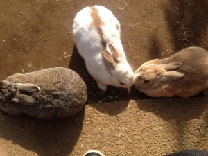 恋するウサギ