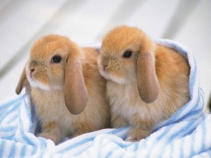 恋するウサギ
